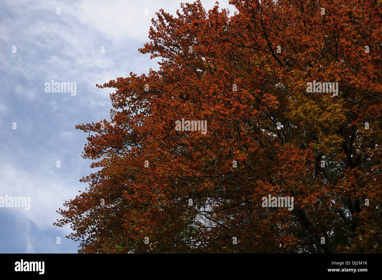 Hêtre à feuilles pourpre Banque D'Images