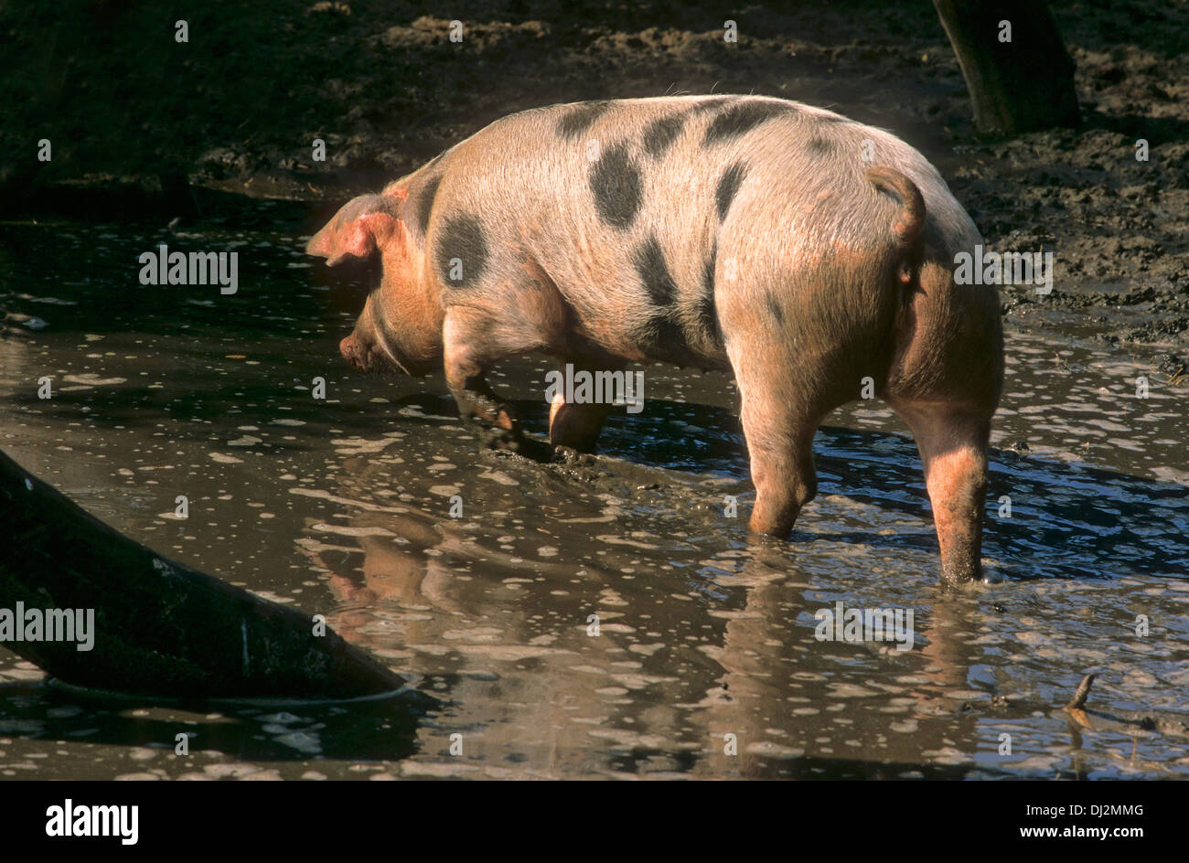 Buntes Bentheimer Schwein, Bentheimer Landschwein Banque D'Images