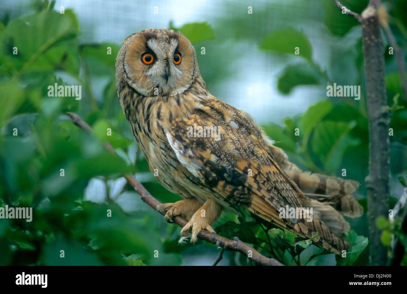 Waldohreule (Asio otus), le hibou moyen-duc - Asio otus (Strix otus) Banque D'Images