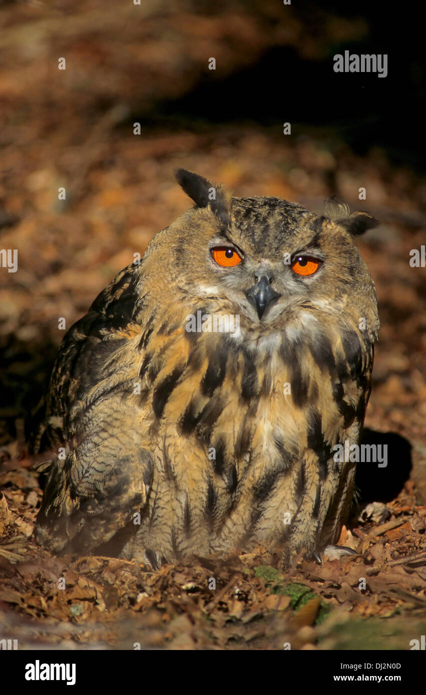 Uhu (Bubo bubo lacteus), Office eurasien (Bubo bubo) Banque D'Images