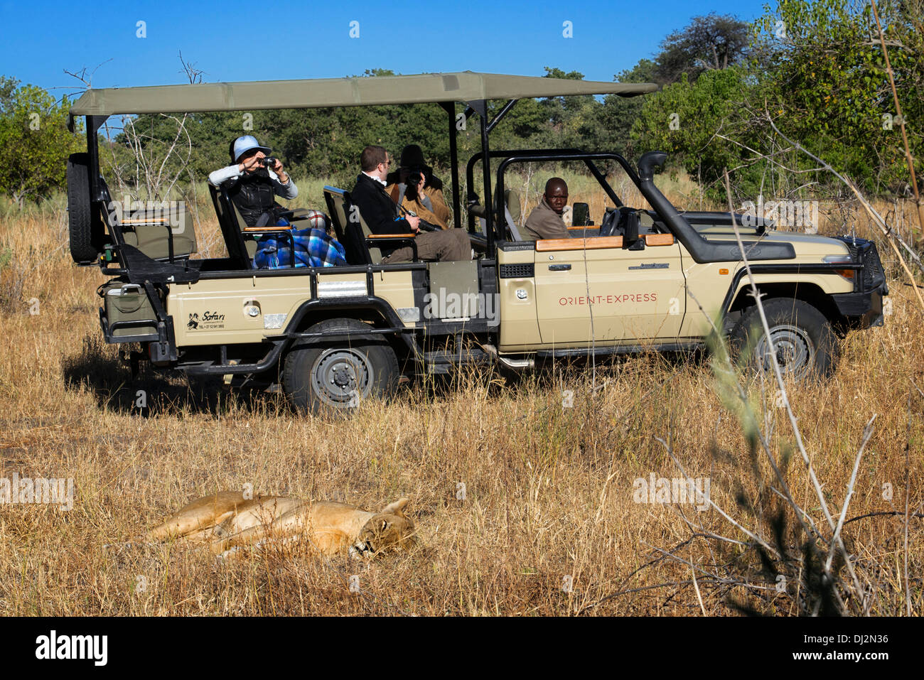 Une lionne et repos tandis que les touristes d'un 4x4 photographie Orient Express constamment dans les environs du Camp Savute Elephant Banque D'Images