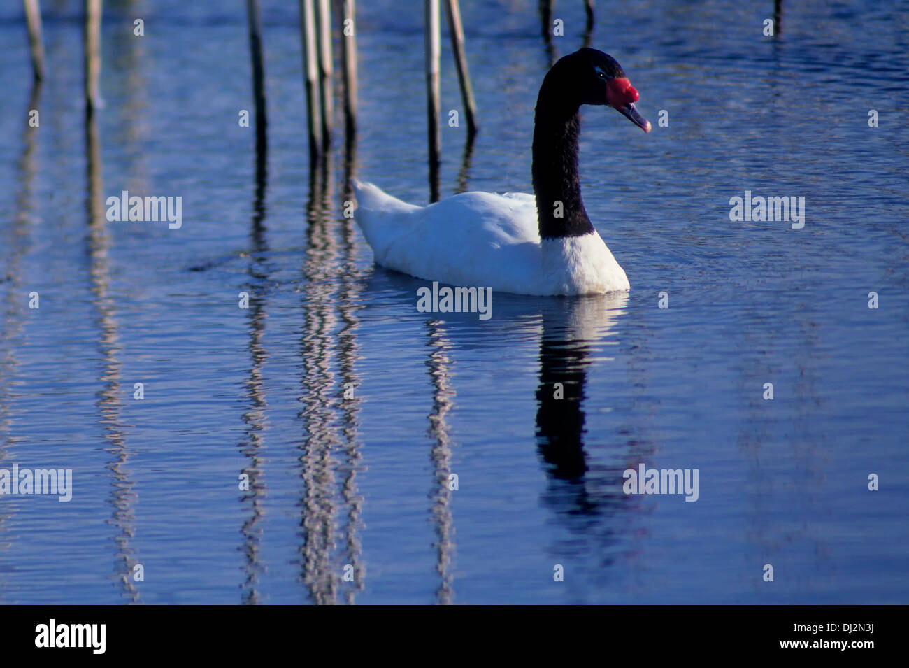 Cygne à cou noir (cygnus melancoryphus, Schwarzhalsschwan) Banque D'Images