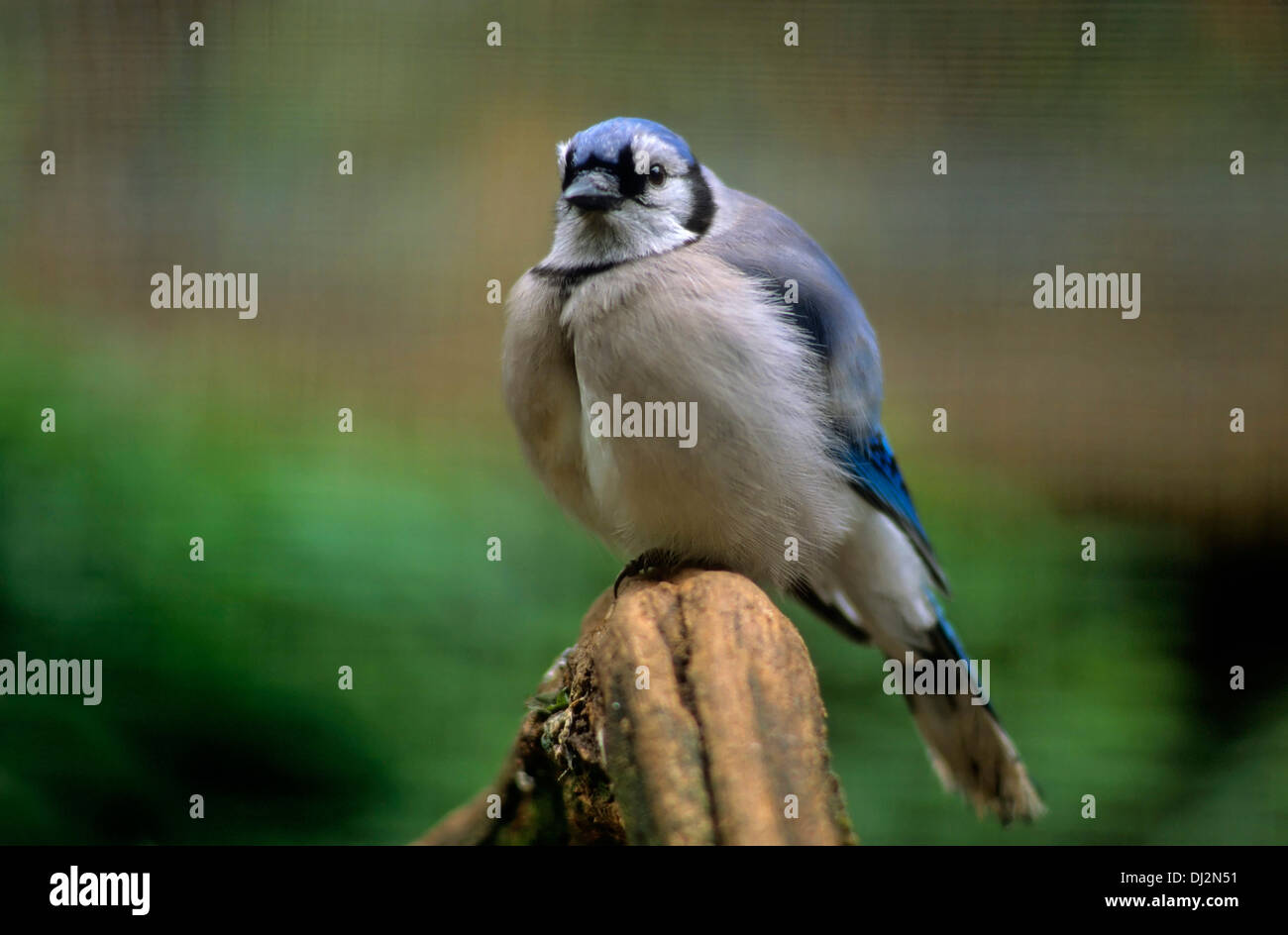Blauhäher (Cyanocitta cristata) Banque D'Images
