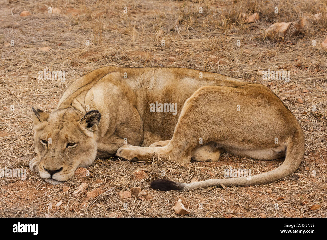 Lioness (Panthera leo) Banque D'Images
