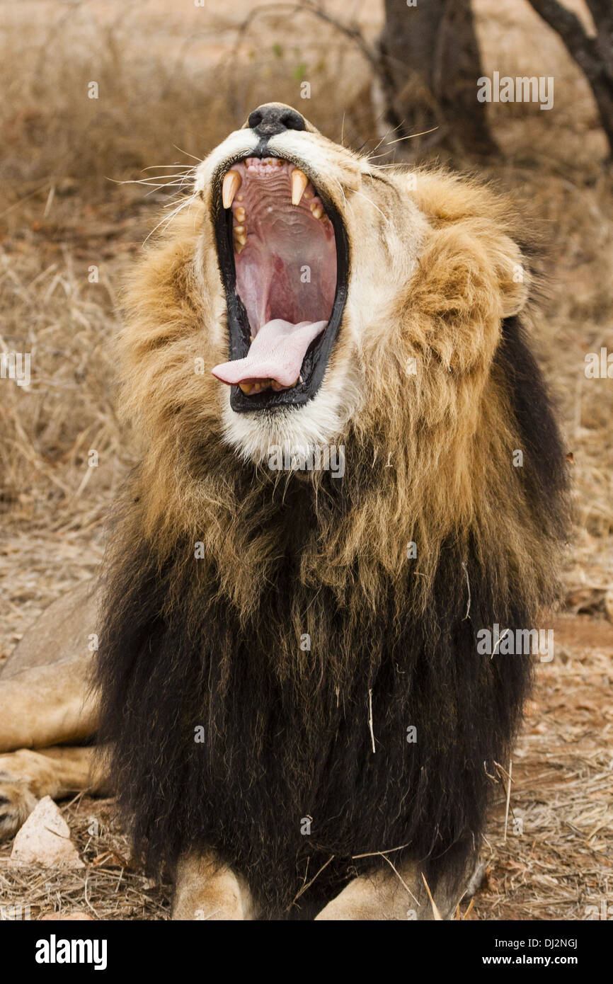 Le bâillement lion (Panthera leo) Banque D'Images