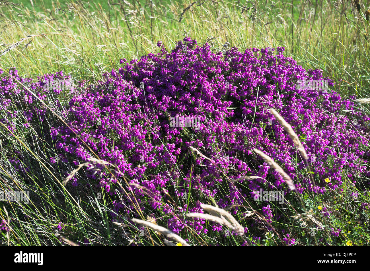 Dh Bell Heather Heather UK Erica cinerea heather bell plante Banque D'Images
