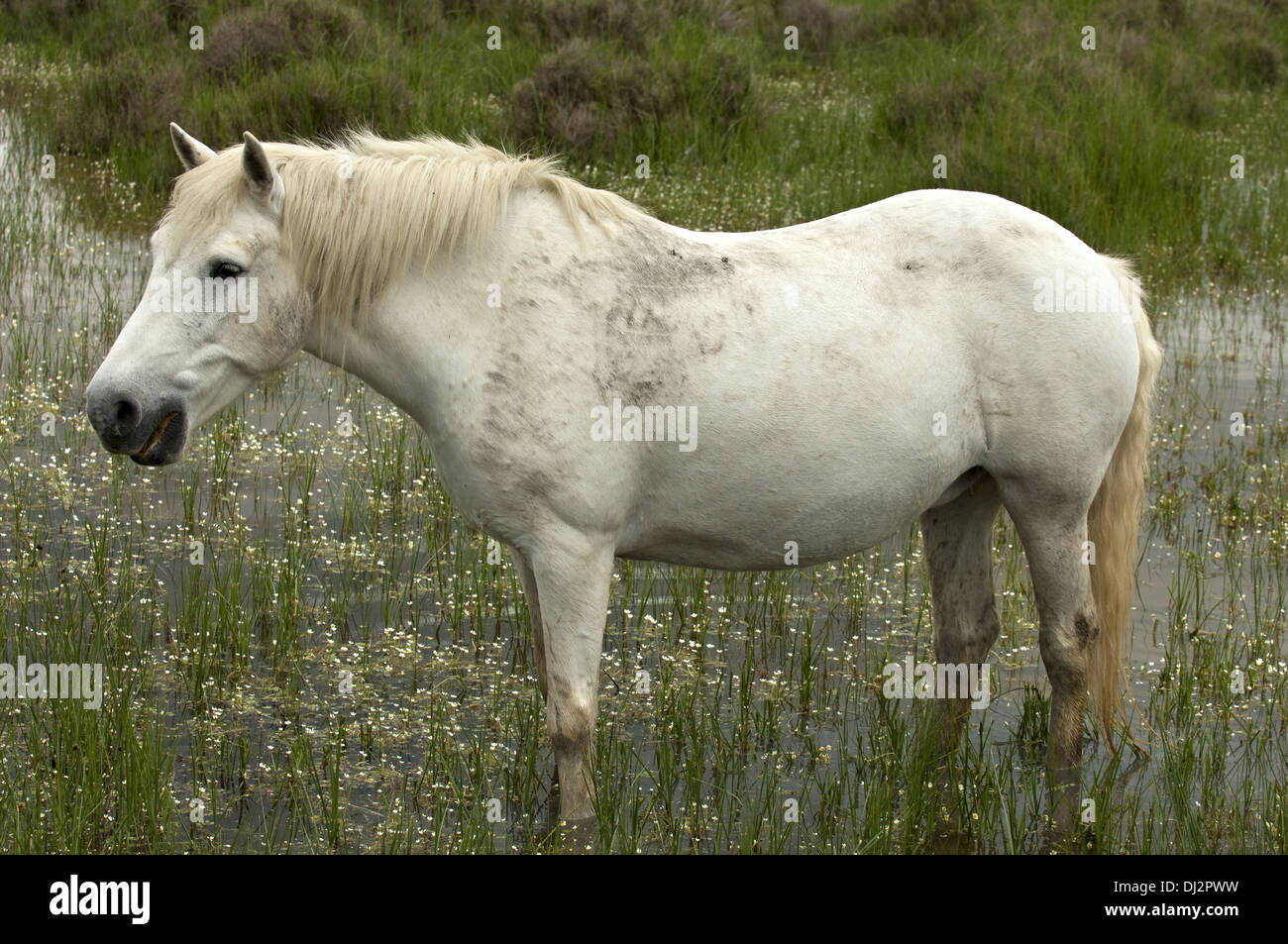 Semi-sauvages cheval Camargue Banque D'Images