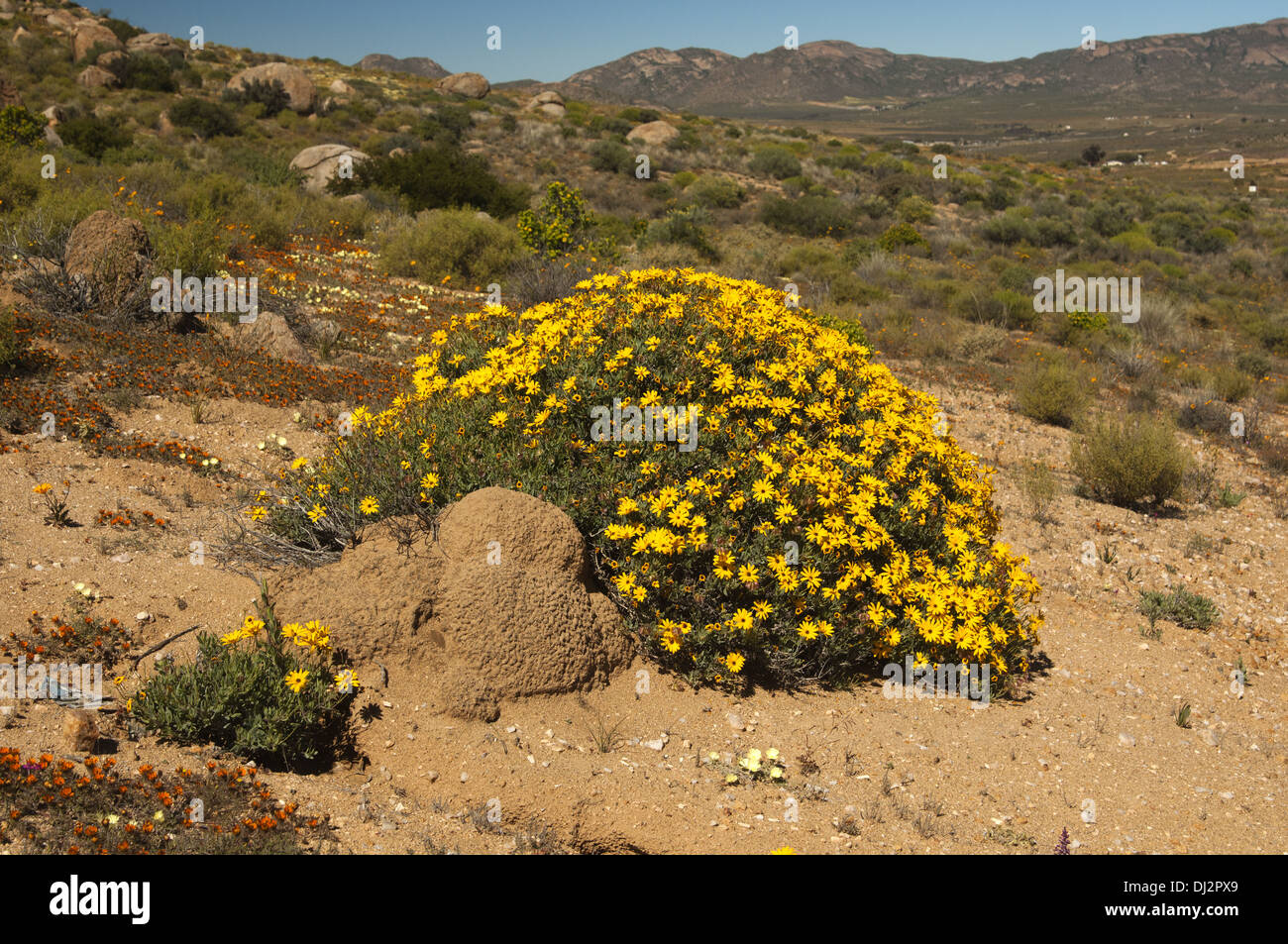 Arbuste à fleurs vivaces Banque de photographies et d’images à haute — free download