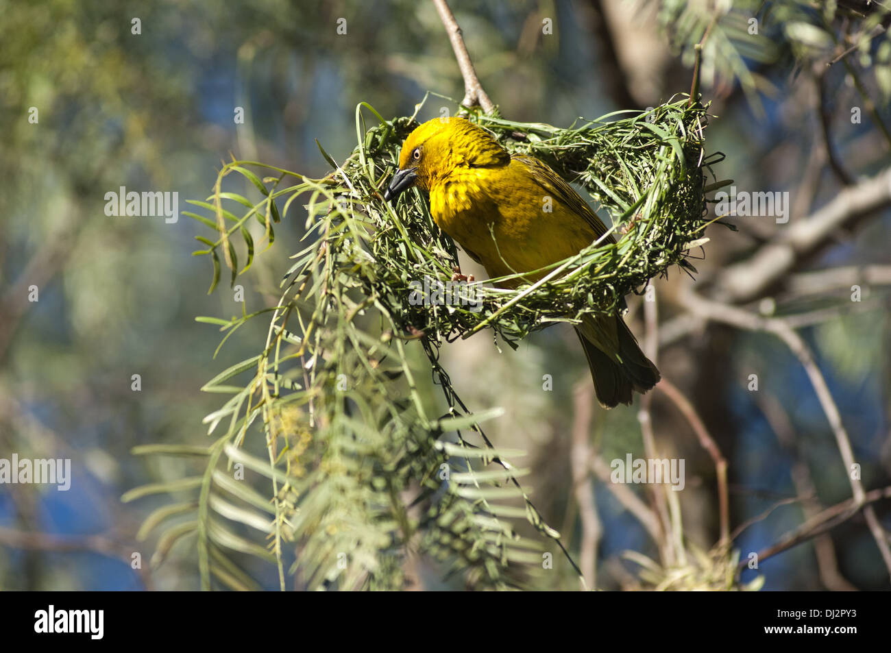 Cape weaver Ploceus capensis, Banque D'Images