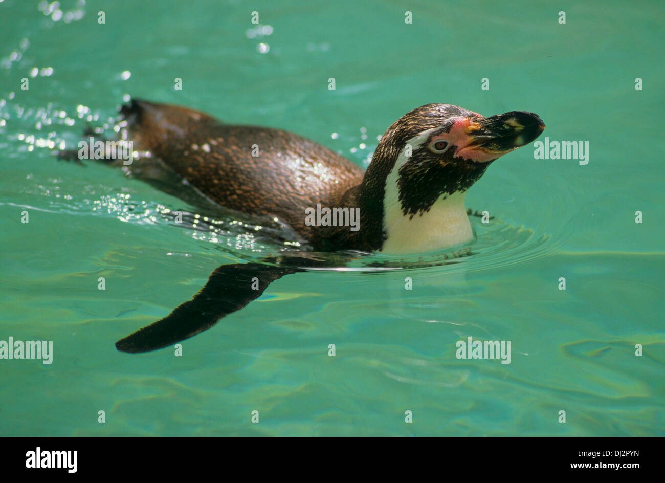 Humboldt-Pinguin (Spheniscus humboldti), Humboldtpinguin, Humboldt Penguin, Pingouin péruvien Banque D'Images