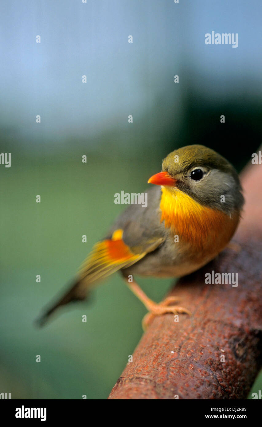 Sonnenvogel (Leiothrix lutea), China-Sonnenvogel China-Nachtigall Sonnenvogel chinesischer,,, chinesische Nachtigall Banque D'Images