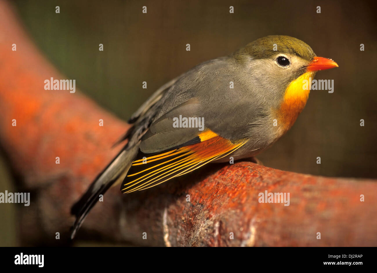 Sonnenvogel (Leiothrix lutea), China-Sonnenvogel China-Nachtigall Sonnenvogel chinesischer,,, chinesische Nachtigall Banque D'Images