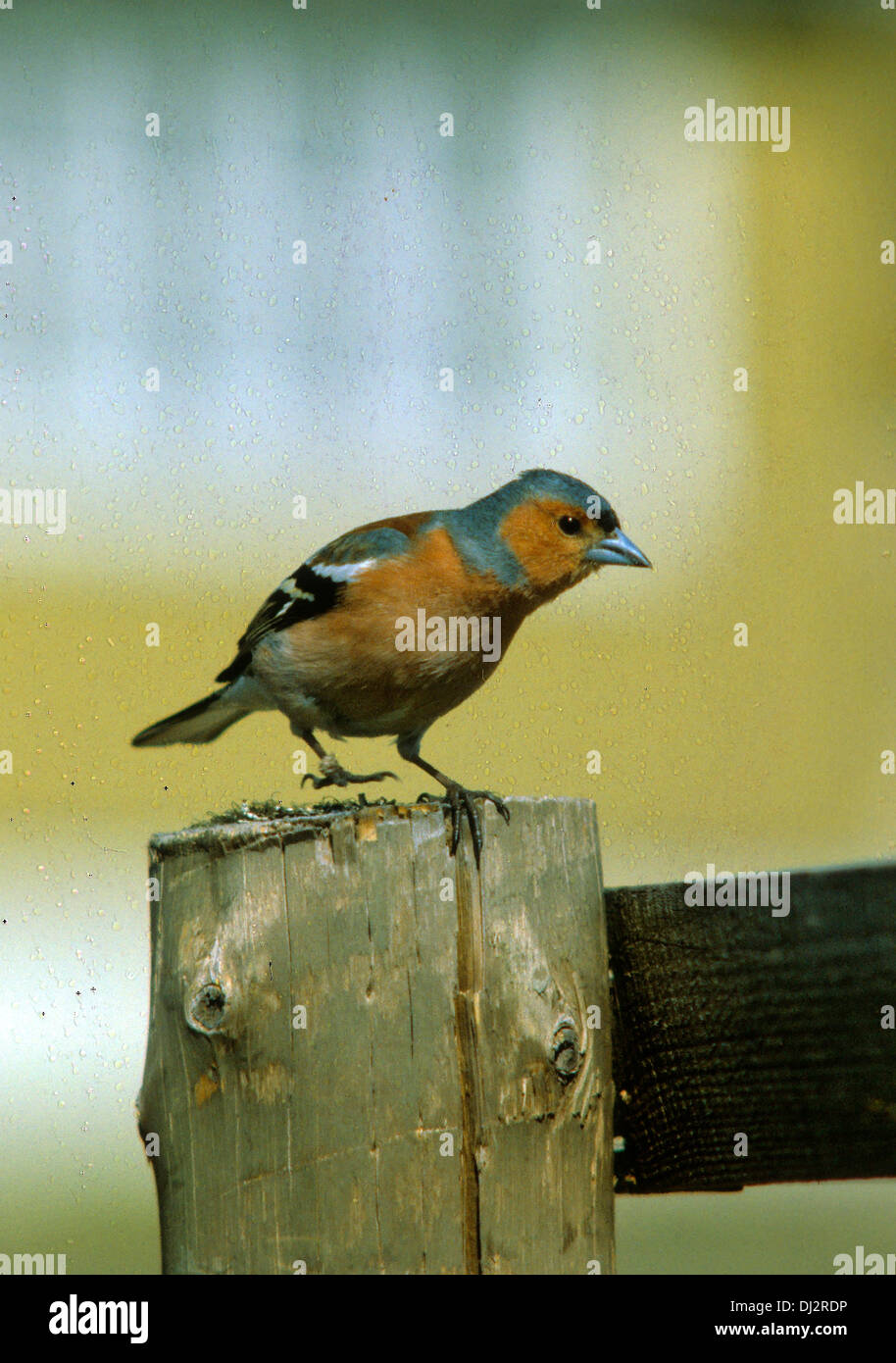 Common Chaffinch (Fringilla coelebs), pinson, Buchfink (Fringilla coelebs) Banque D'Images