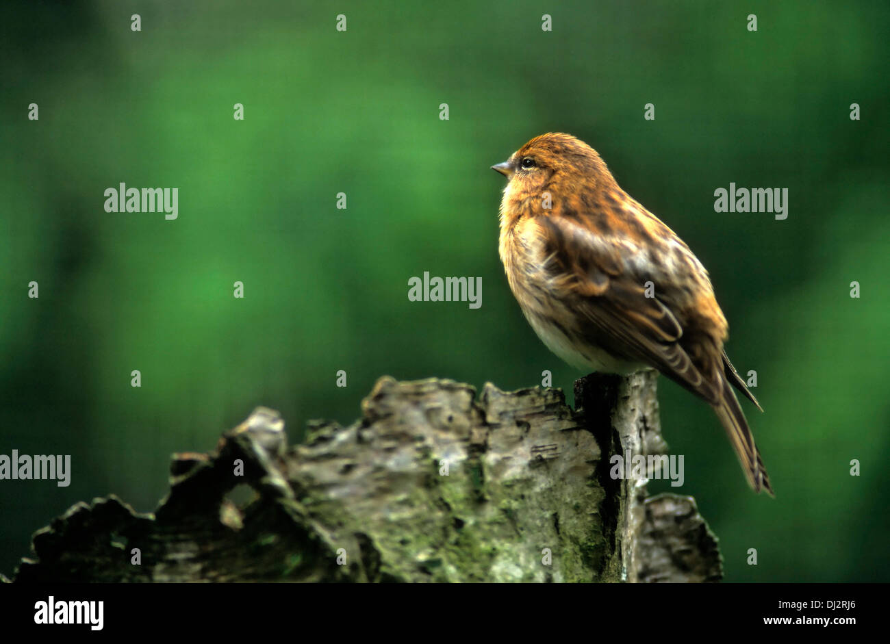 Sizerin flammé (Carduelis flammea), Birkenzeisig (Acanthis flammea Carduelis flammea), (), Leinfink Banque D'Images