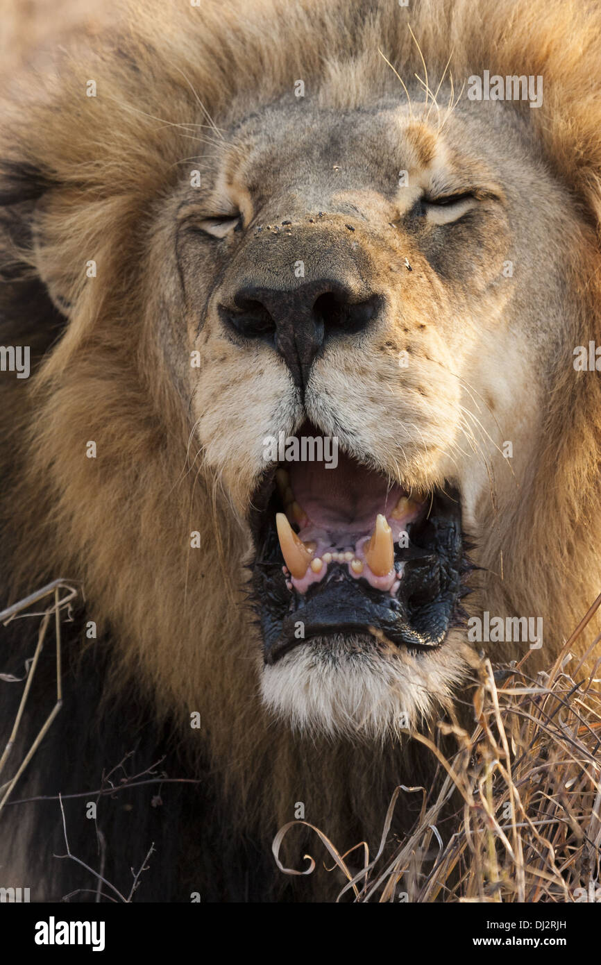 Lion (Panthera leo) roaring Banque D'Images