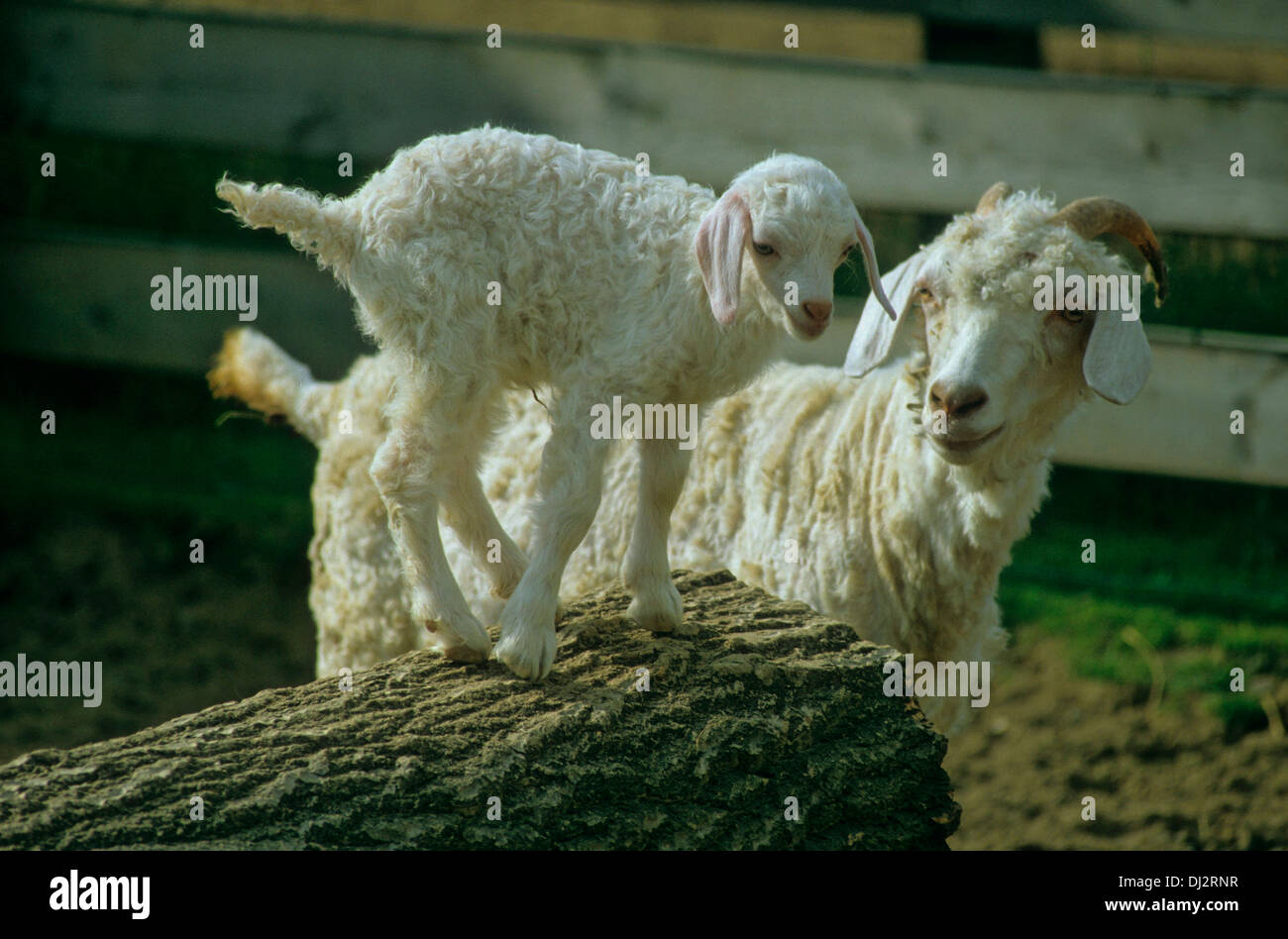 Chèvre angora, l'agneau, jeune animal, chameau, chèvre, Angoraziege Kamelziege, Jungtier Lamm, Banque D'Images