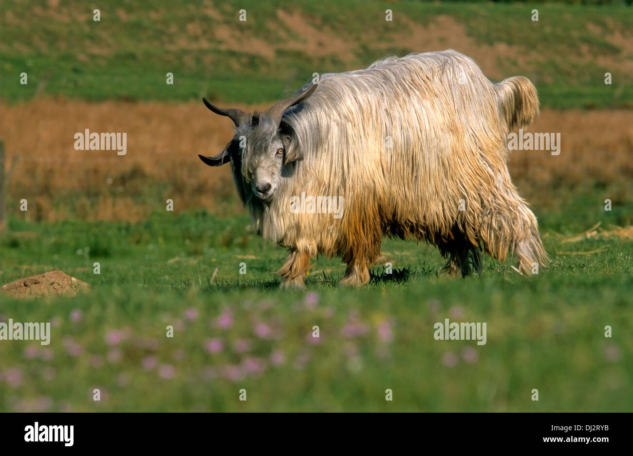 La laine de chèvre, chèvre noir Tadjikistan soviétique, la laine de chèvre, laine, Wollziege Wollziege tadschikische Schwarze, Wollziege Sowjetische Banque D'Images
