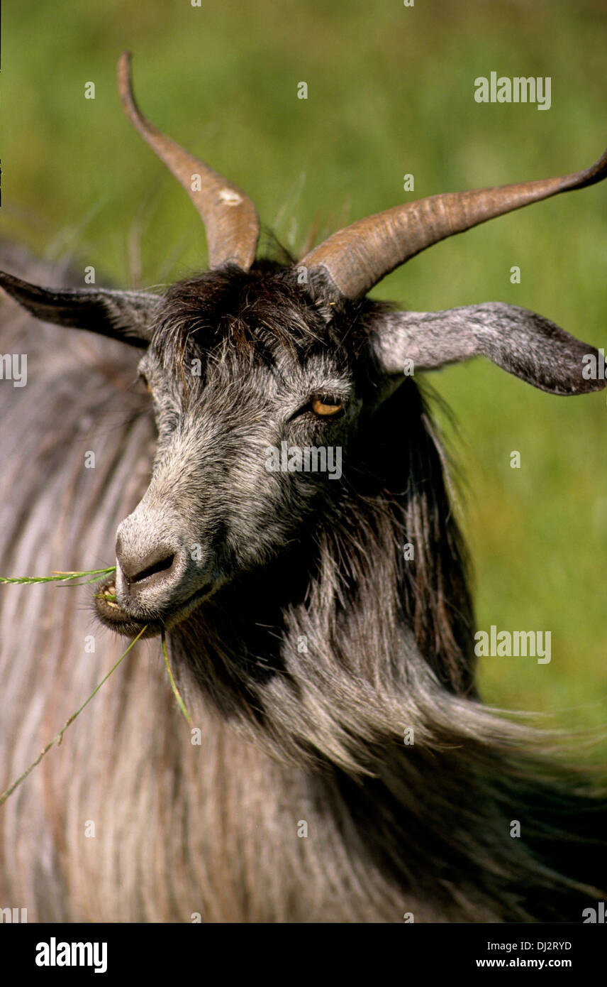La laine de chèvre, chèvre noir Tadjikistan soviétique, la laine de chèvre, laine, Wollziege Wollziege tadschikische Schwarze, Wollziege Sowjetische Banque D'Images