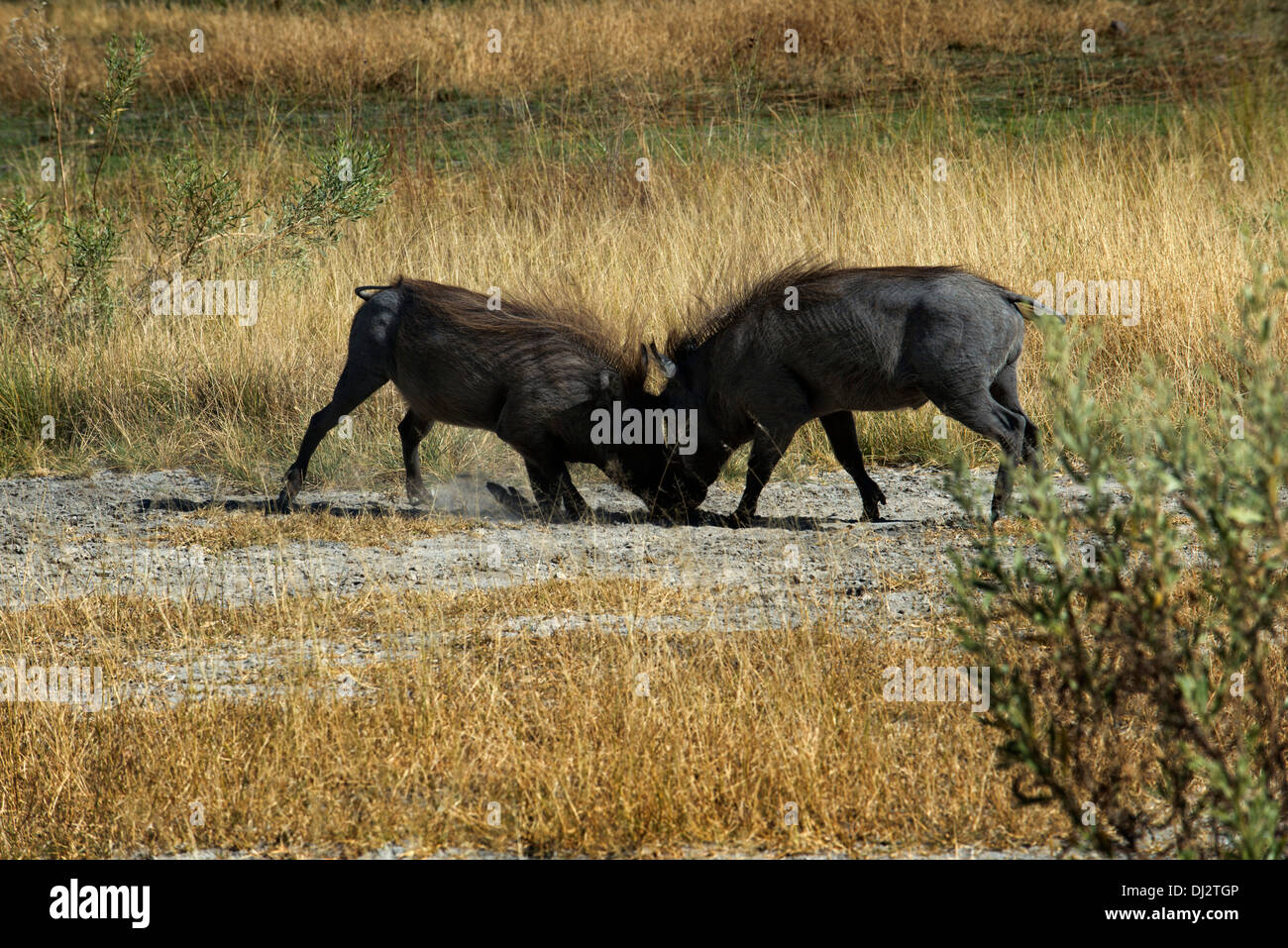 Une paire de phacochères rendre le combat alors que safari à pied effectuées dans les environs du Camp Eagle Island Camp par Orient Express. Banque D'Images