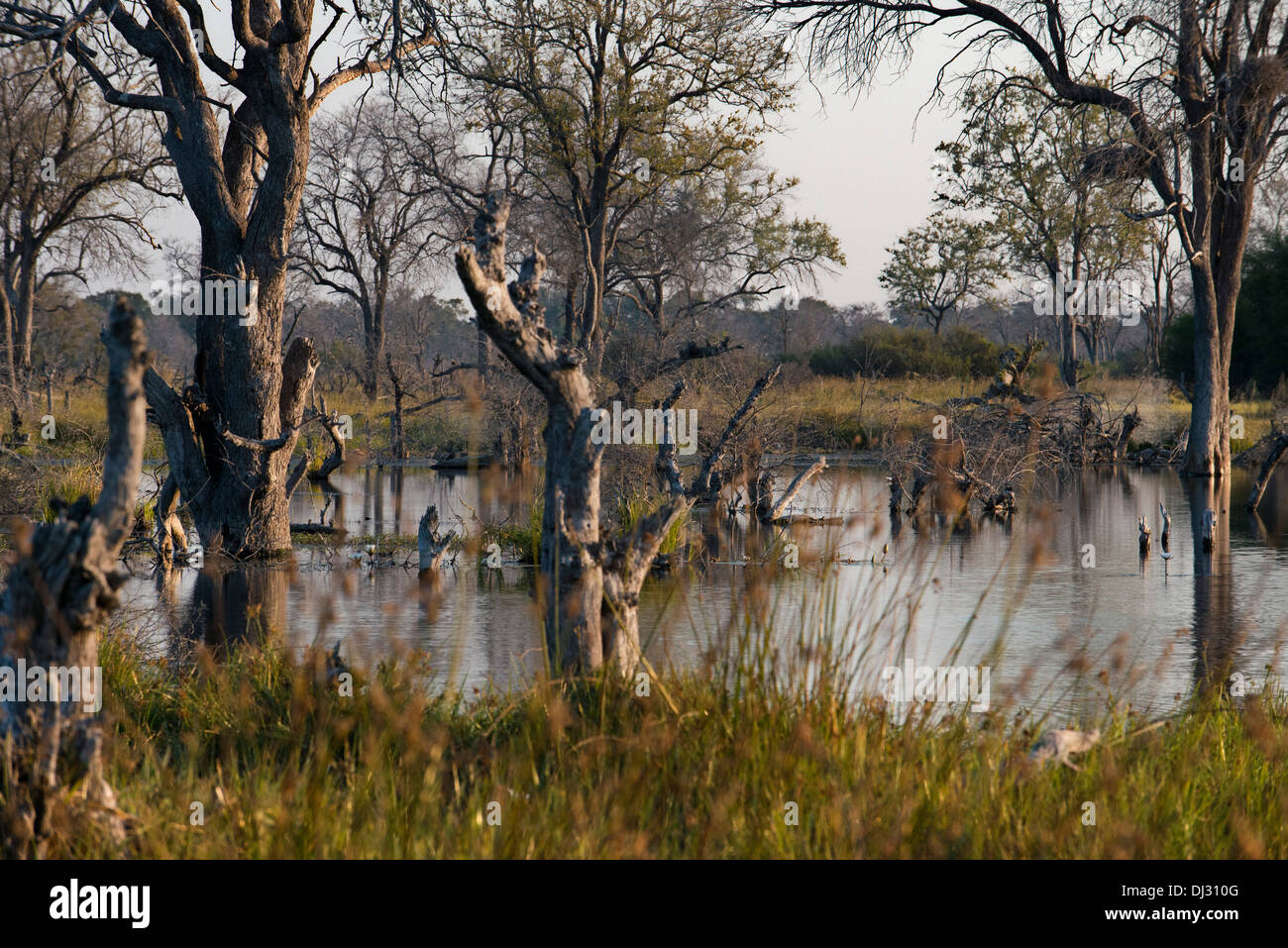Paysage inondé au moment de l'llvuas dans le Delta de l'Okavango camp près de Khwai River Lodge by Orient Express au Botswana. Banque D'Images