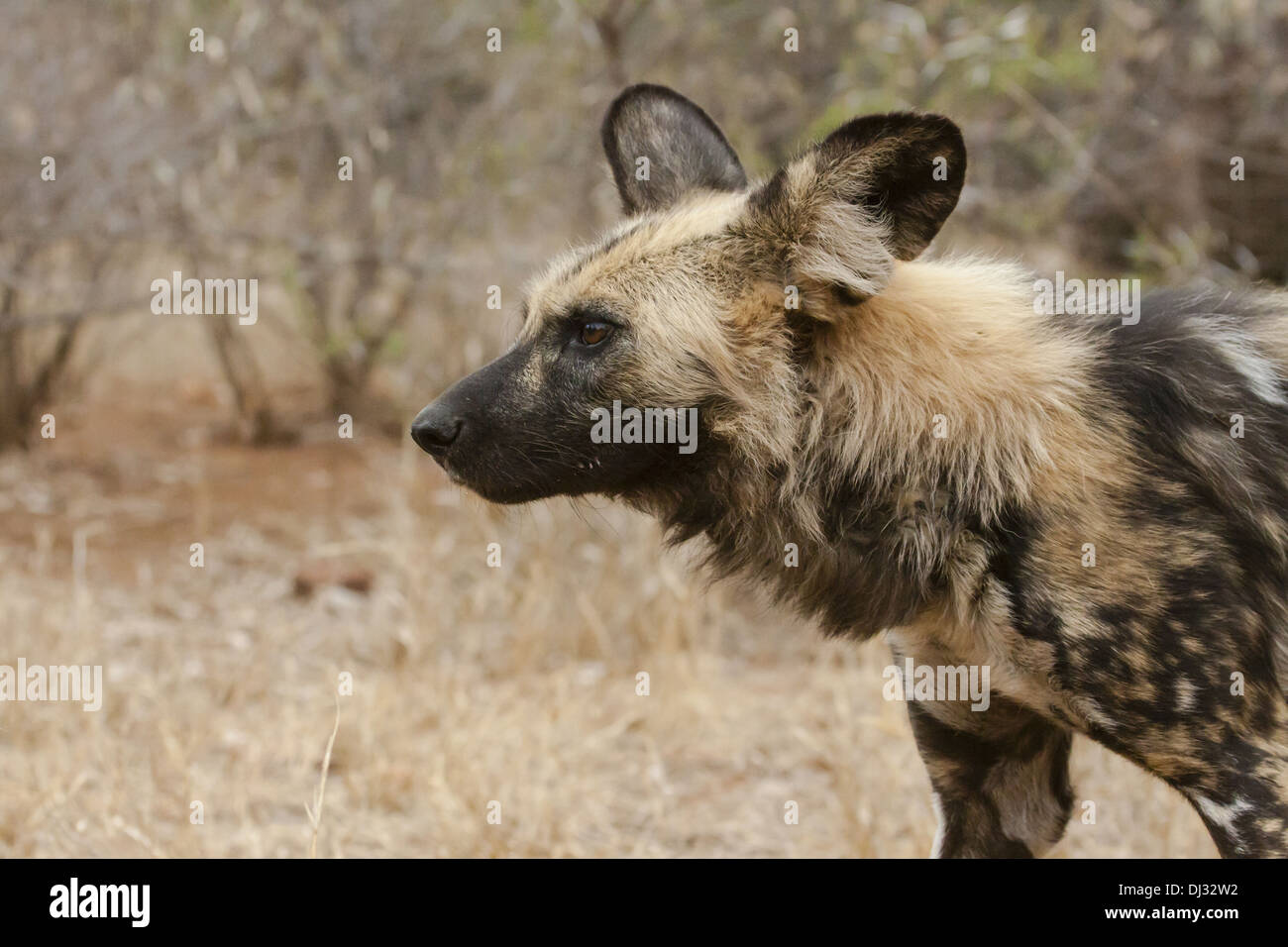 Chien sauvage d'Afrique (Lycaon pictus) Banque D'Images