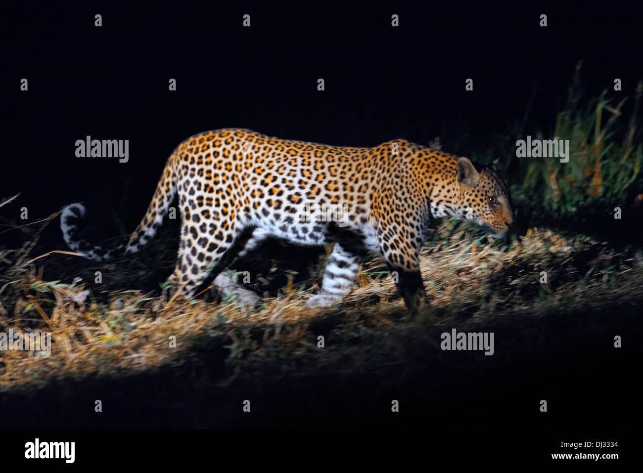 Un léopard photographié en action au cours de safari de nuit Orient Express effectue au Camp Khwai River Lodge by Orient Express Banque D'Images