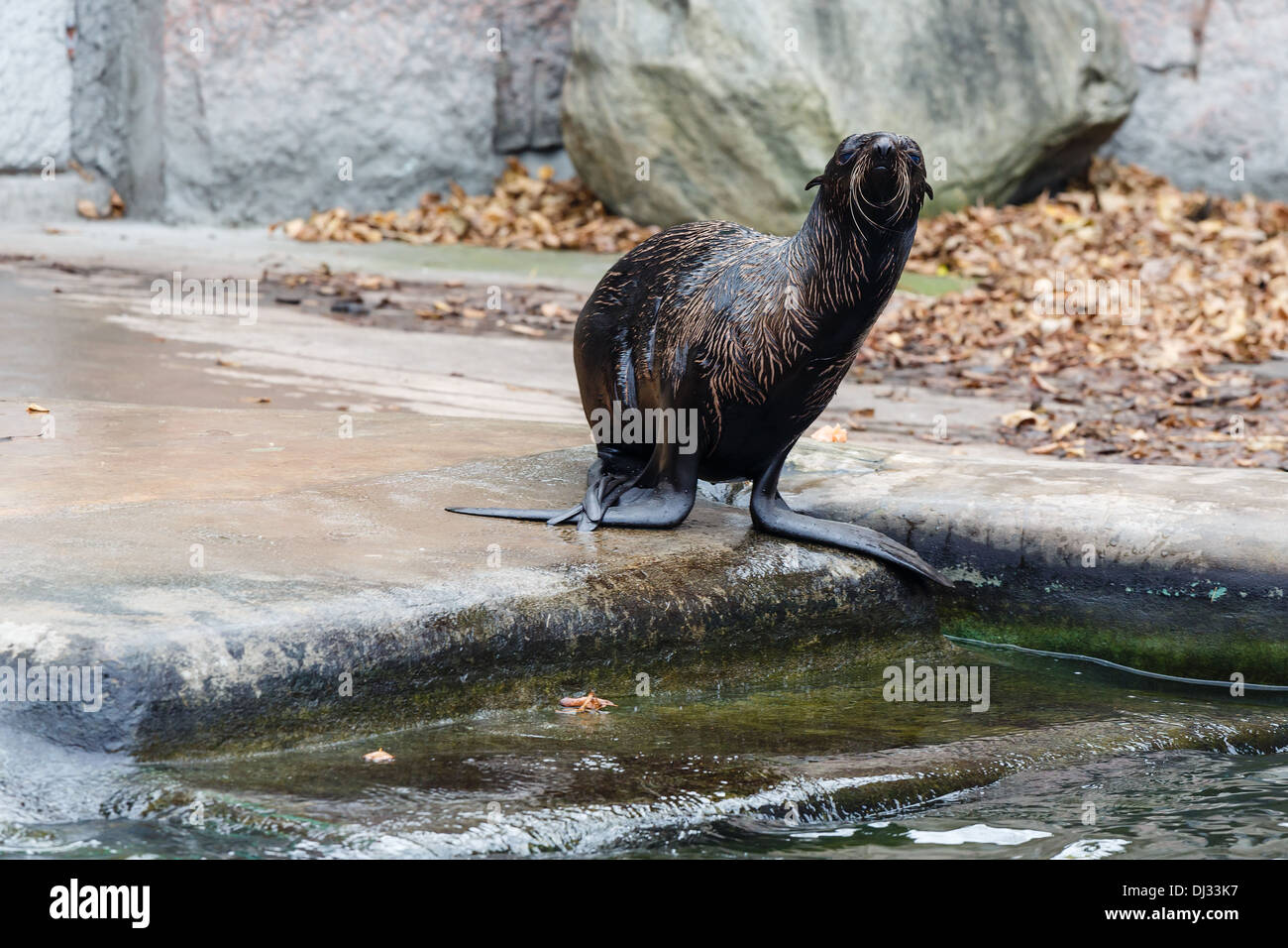 Le nord de l'étanchéité sur une pierre dans un zoo Banque D'Images