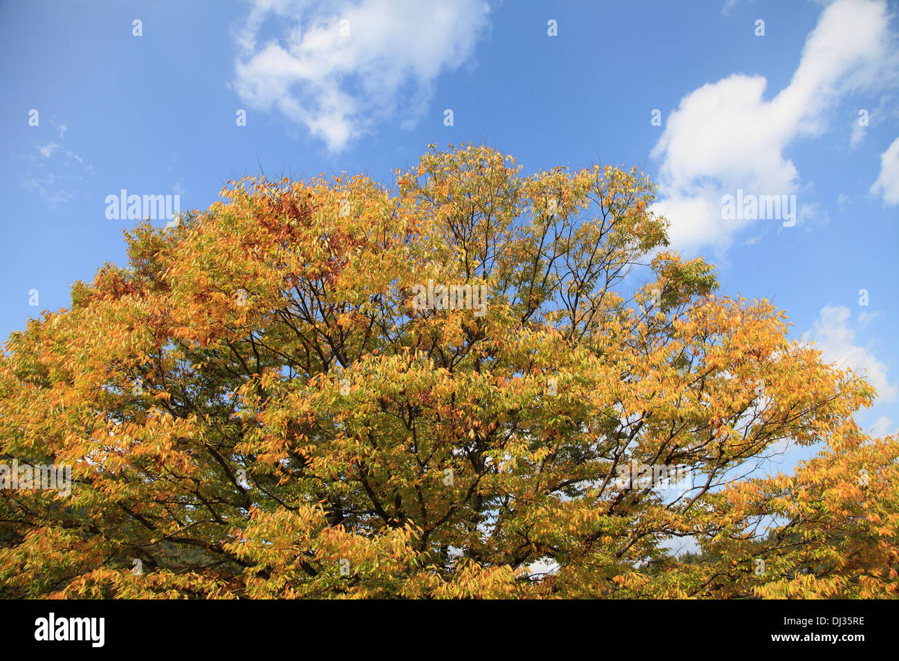 Le Japon, Hida, Shirakawa-go, les feuilles d'automne, Banque D'Images
