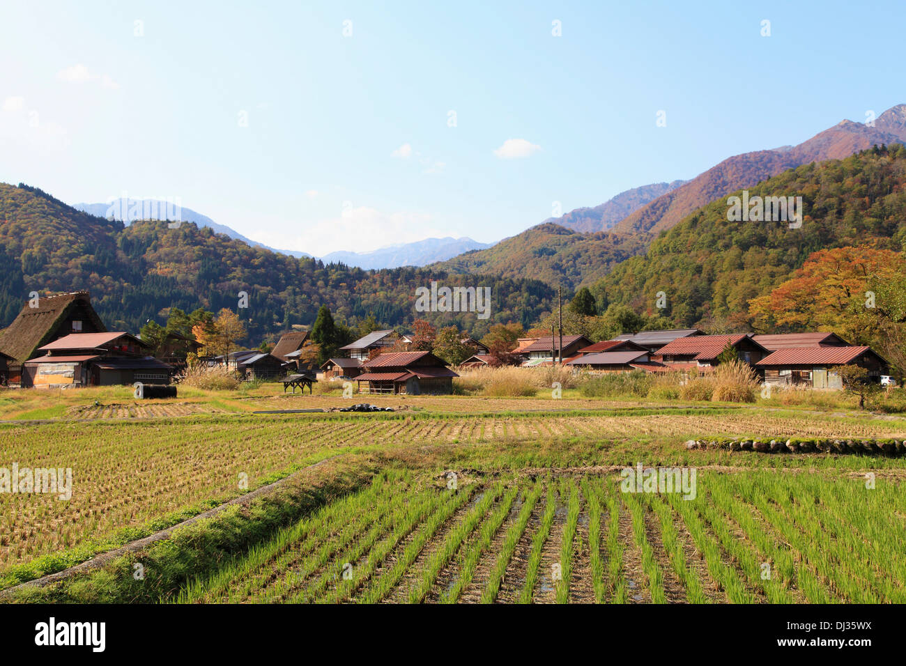 Le Japon, Hida, Shirakawa-go, Ogimachi, village, champ de riz, Banque D'Images