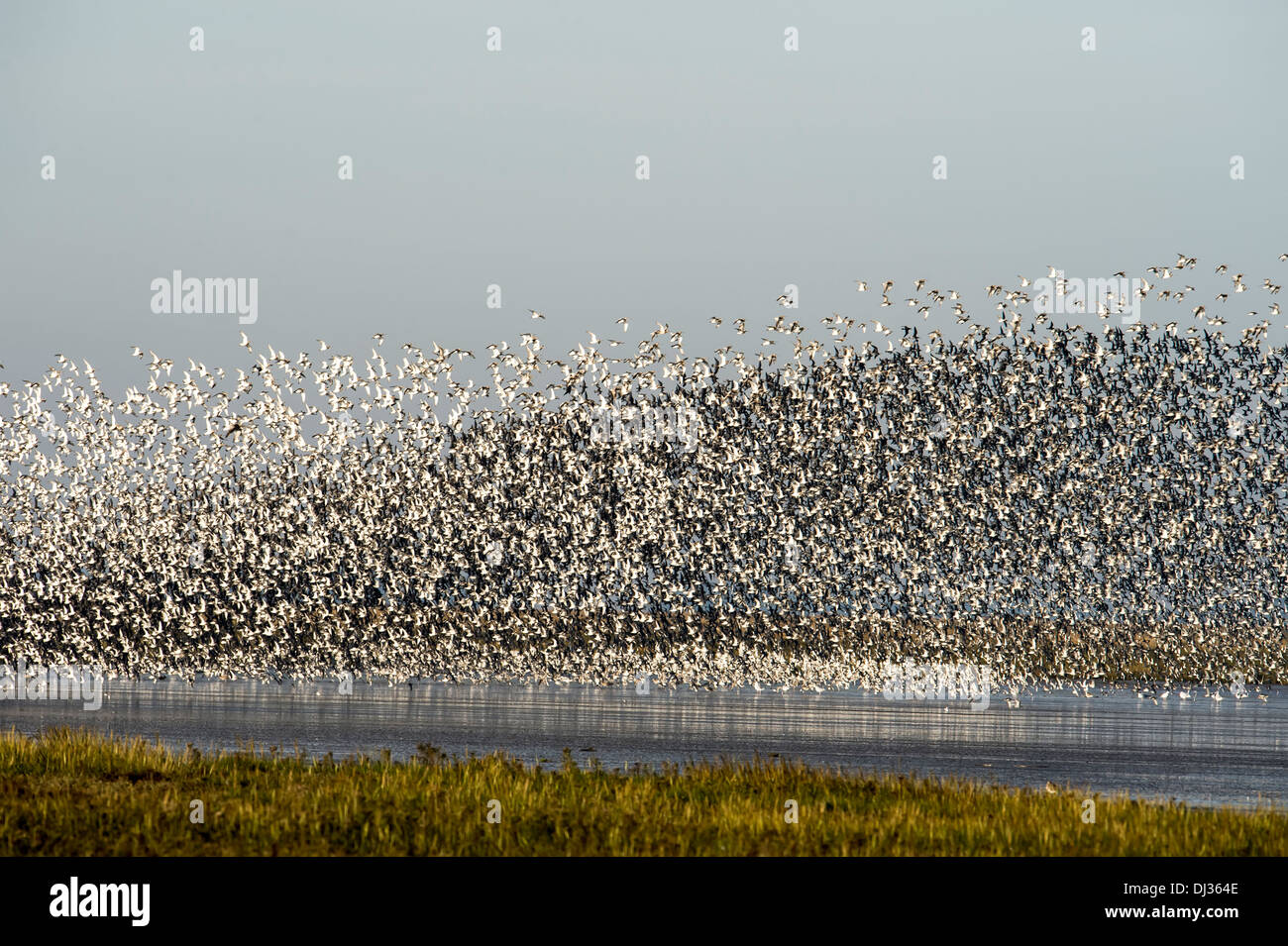 La migration des troupeaux d'oiseaux, King's Lynn Banque D'Images