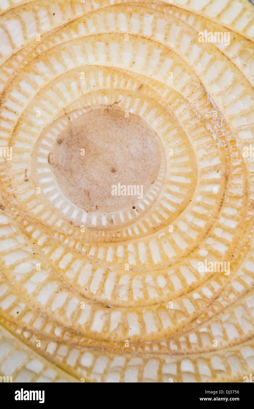 Section transversale du bananier texture background Banque D'Images