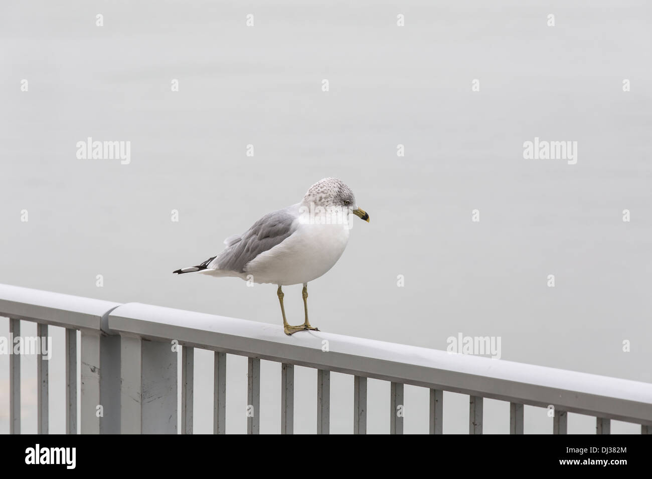 Seagull on River lake bird Banque D'Images