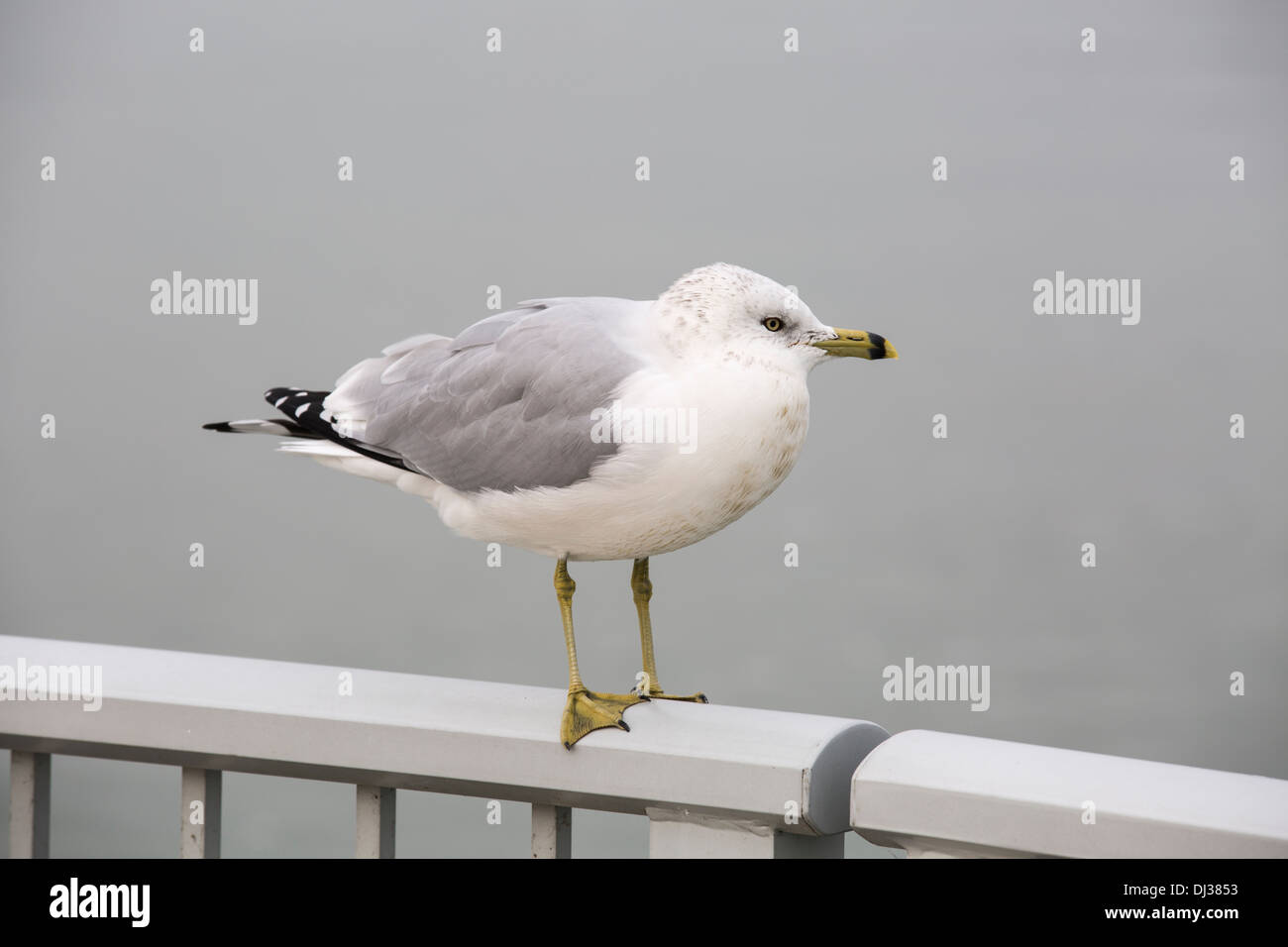 Seagull on River lake bird Banque D'Images