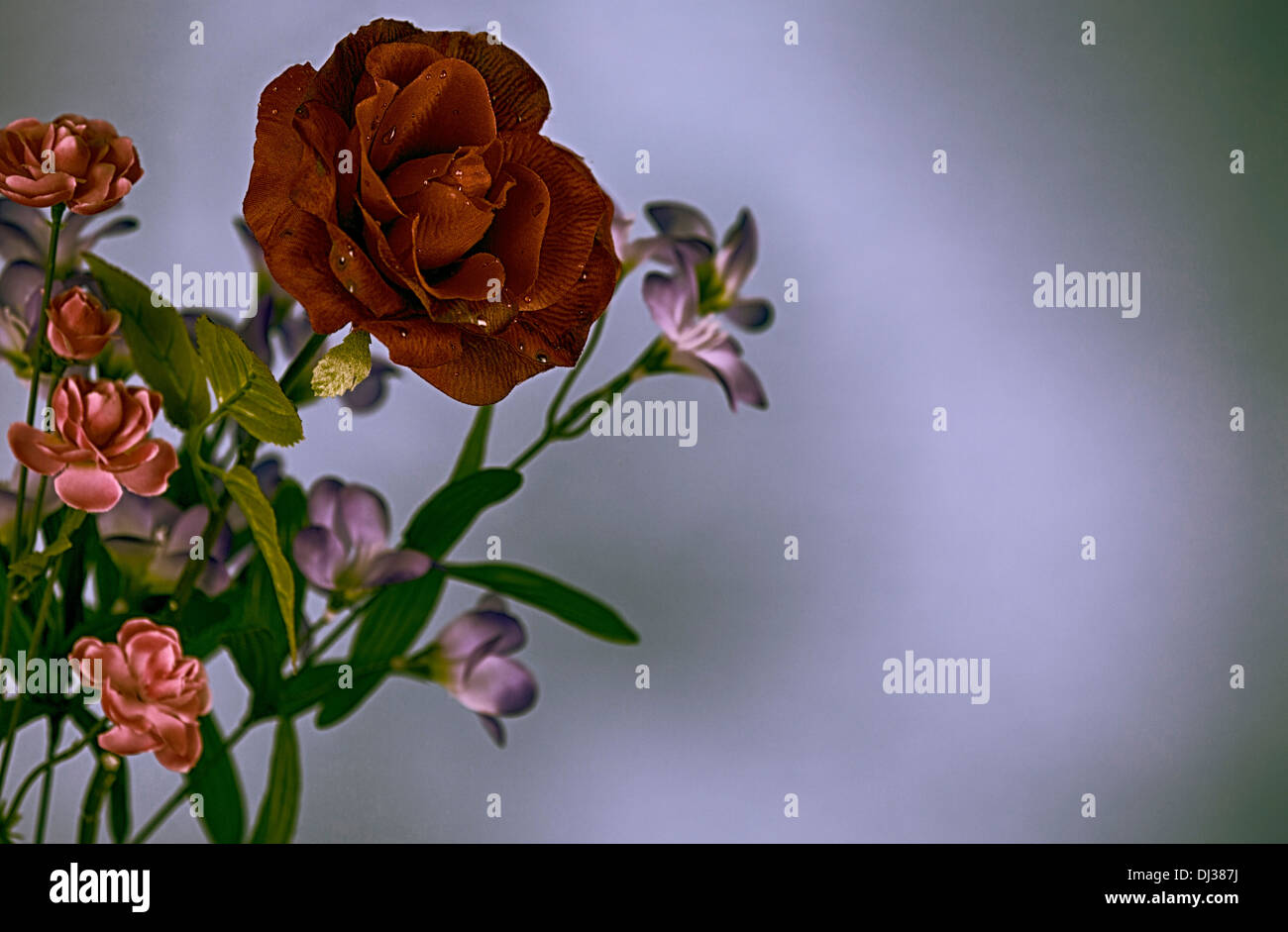 Fleurs roses fleurs rose rouge rose vert violet Banque D'Images