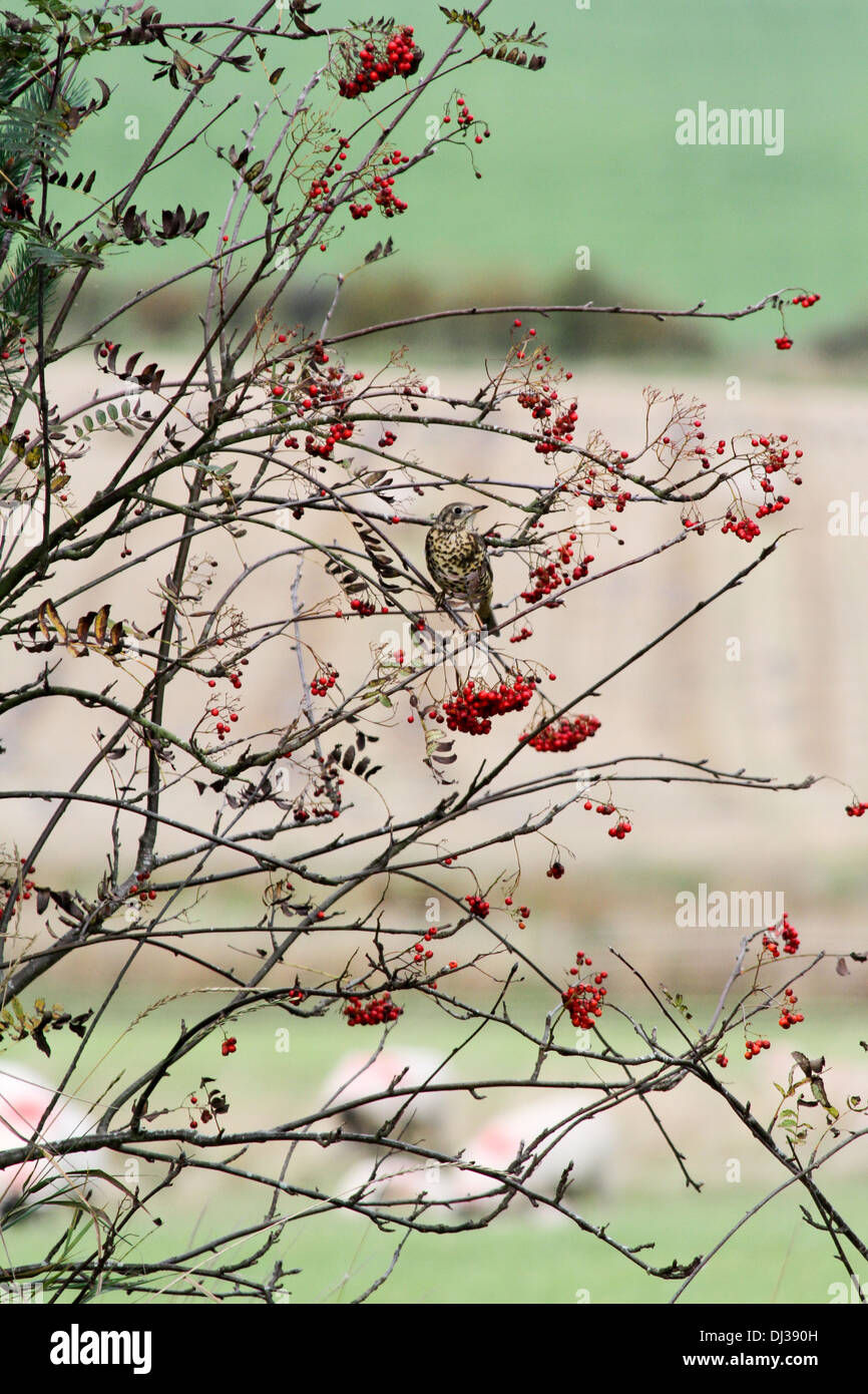 - Une scène d'automne mistle thrush dans un rowan tree plein de fruits au fond d'une scène de campagne. Banque D'Images