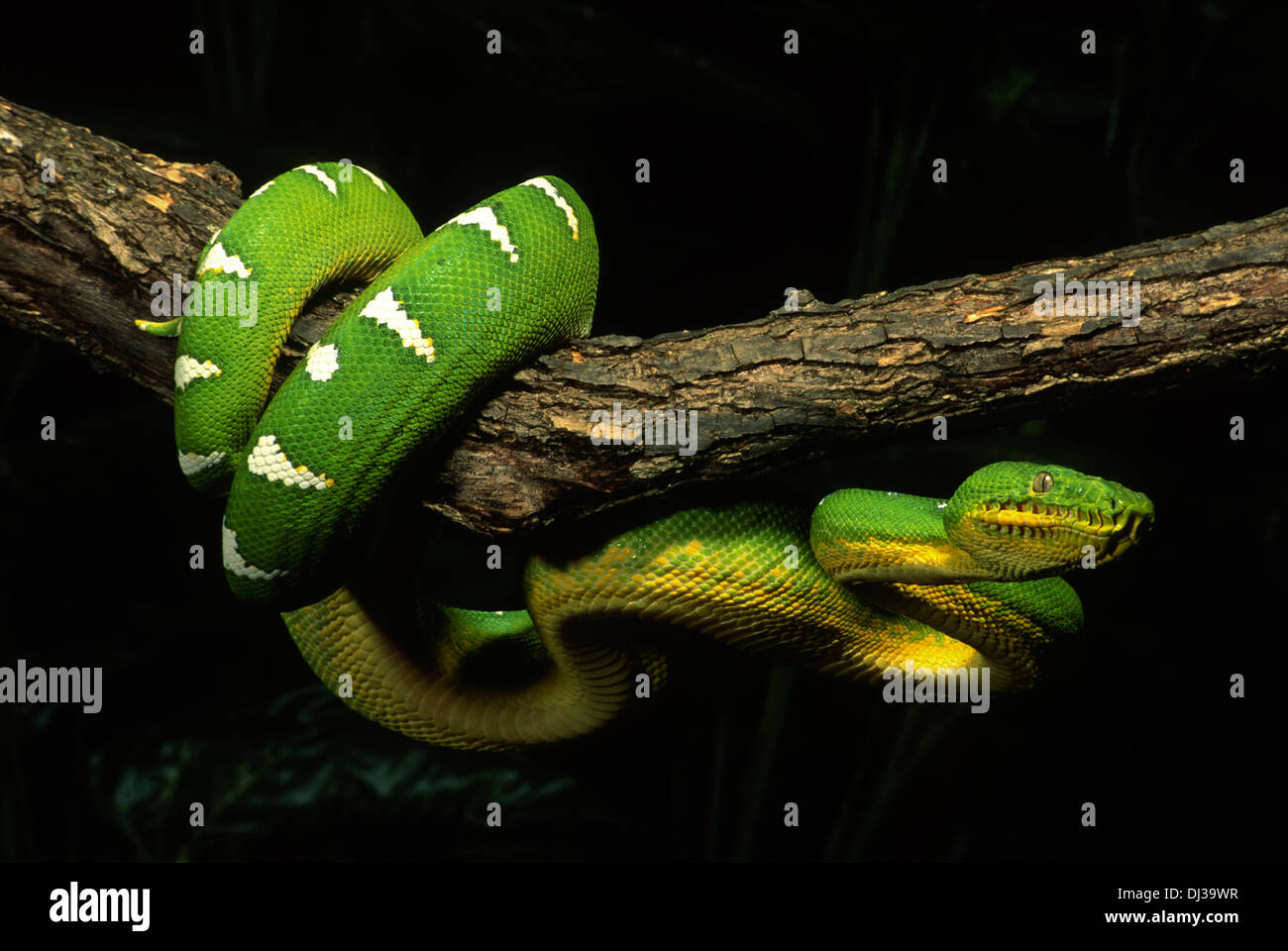 Le Boa d'Émeraude (Corallus canina) s'enroule autour de la branche de l'arbre Banque D'Images