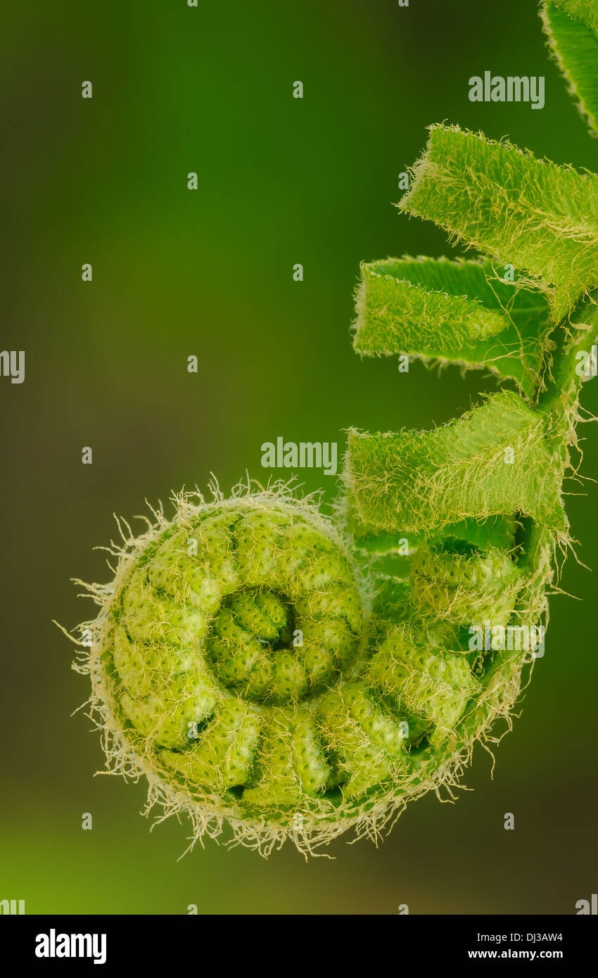 Close up d'une fougère de l'ouverture d'une nouvelle feuilles au printemps;Ohio États-Unis d'Amérique Banque D'Images