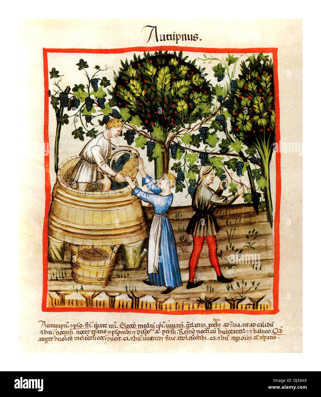Récolte Tacuinum Sanitatis early14th C illustration de la récolte italienne de cueillette et de lecture de raisin d'automne Banque D'Images