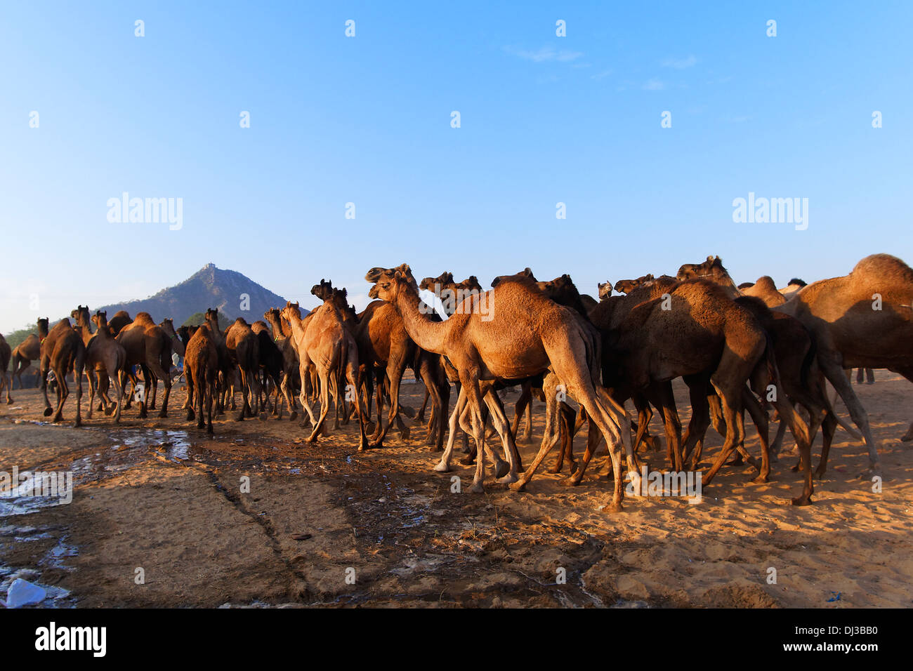 Un groupe de chameaux dans le désert de Pushkar Camel annuel juste au Rajasthan, en Inde. Banque D'Images