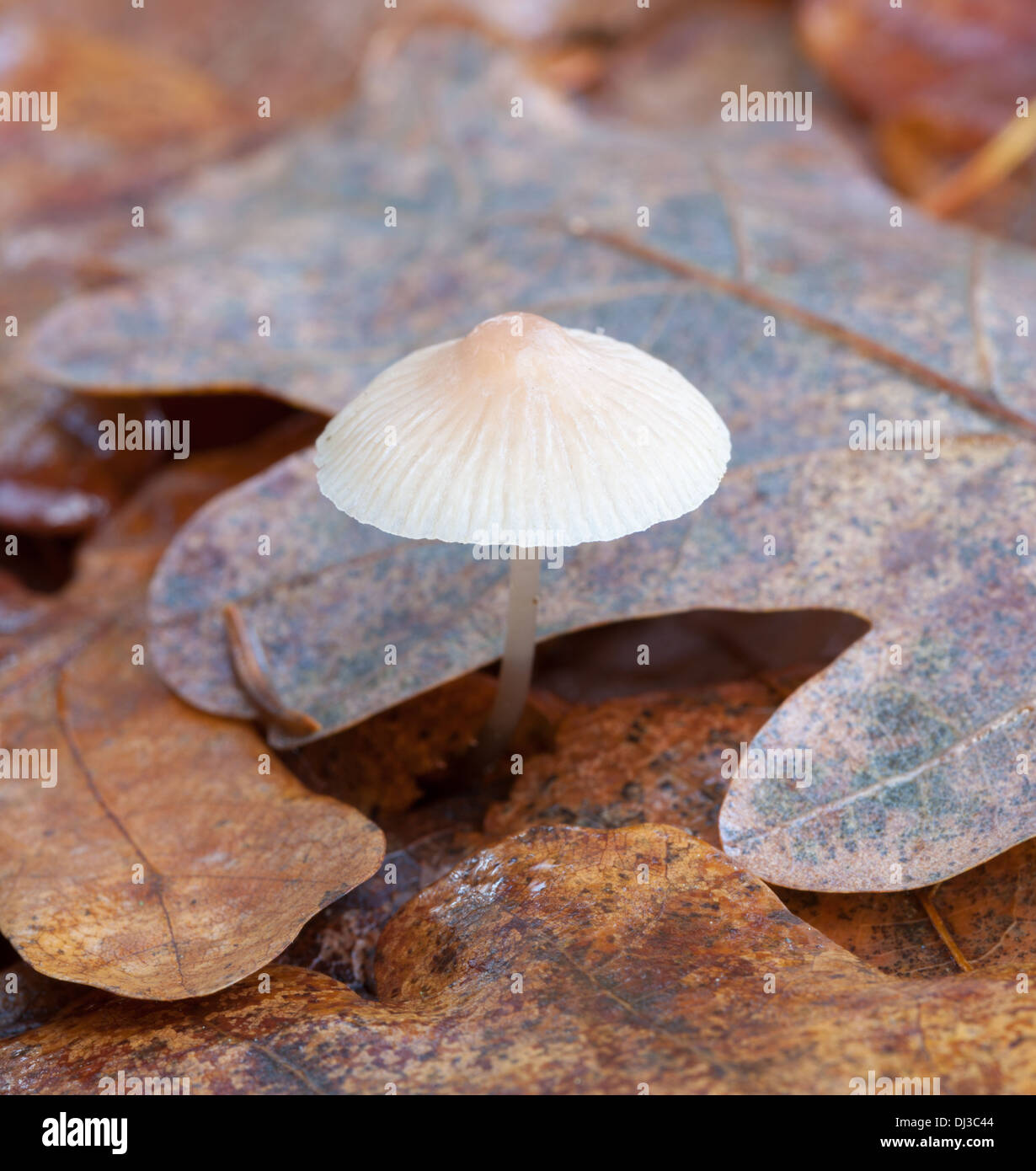 Beaux champignons d'automne en Finlande Banque D'Images