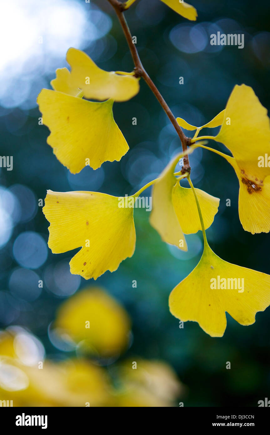 Les feuilles jaune d'un ginkgo biloba à l'automne. Banque D'Images