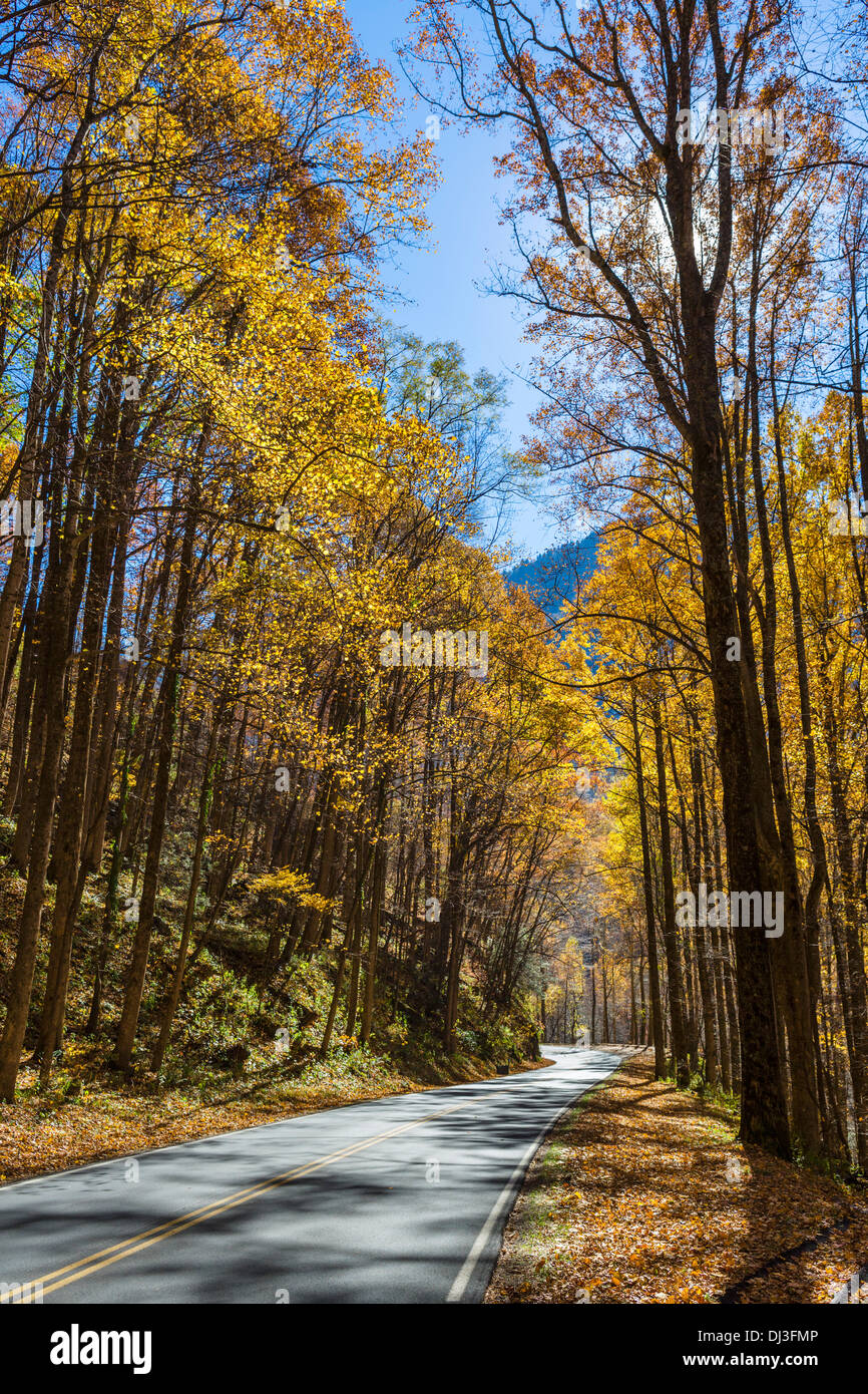 Newfound Gap Route à travers Great Smoky Mountains National Park à l'automne, Tennessee, États-Unis Banque D'Images