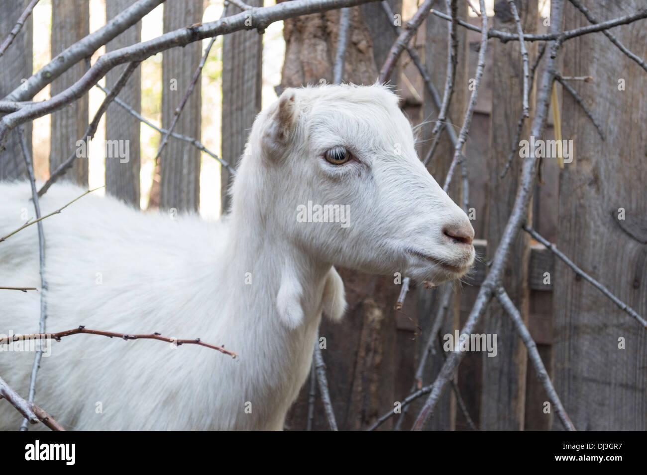 A soulevé la chèvre nature dans une exploitation agricole familiale, Roumanie Banque D'Images