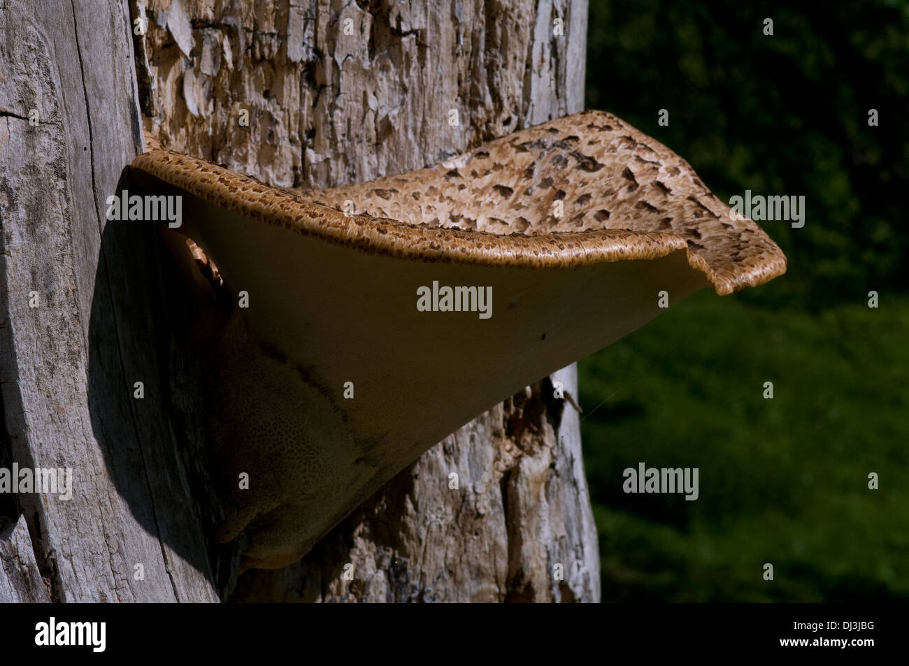 La dryade (Polyporus squamosus) Selle champignon arbre Banque D'Images