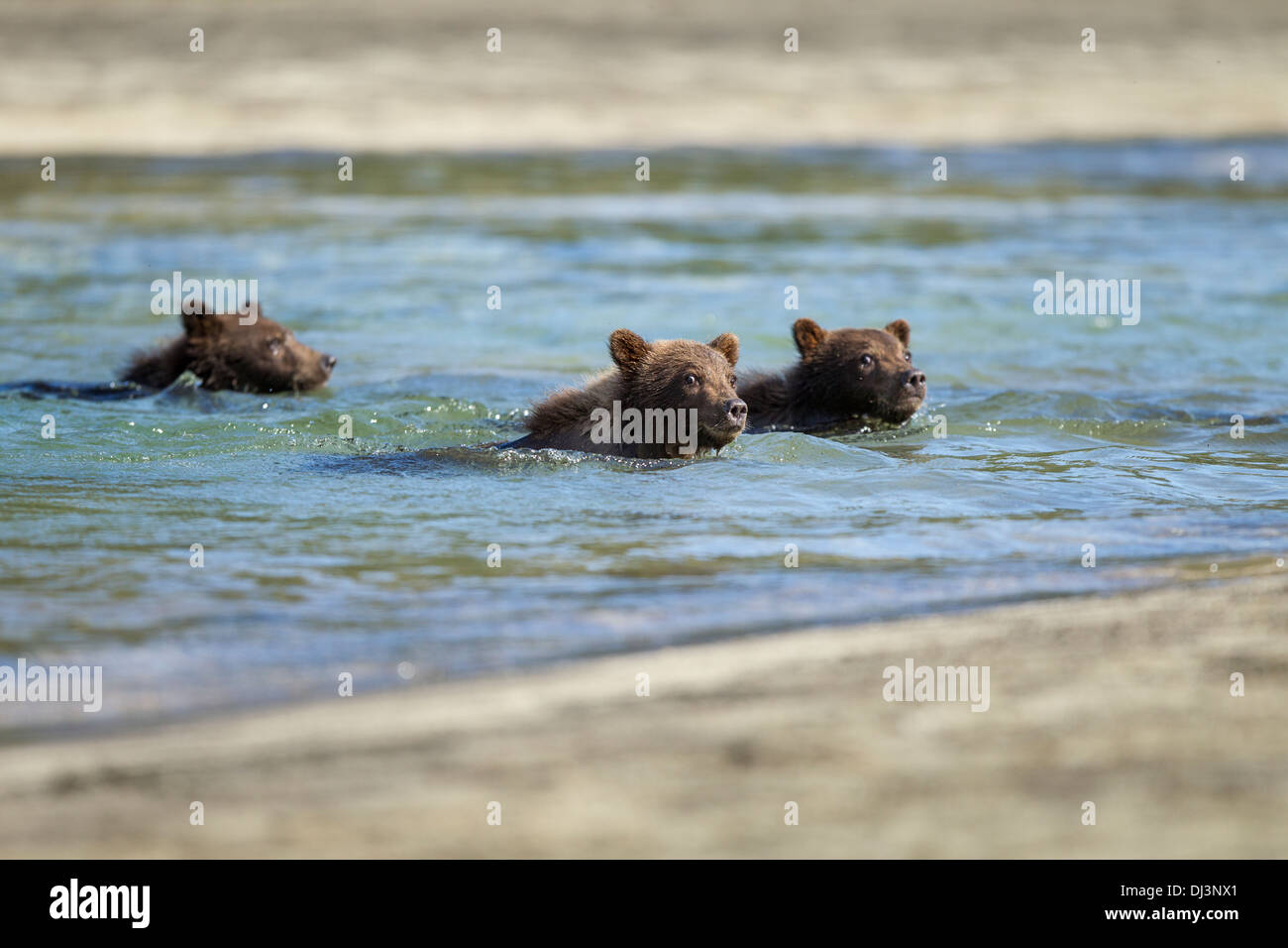 USA, Alaska, Katmai National Park, trois ours brun Printemps d'oursons (Ursus arctos) natation Banque D'Images