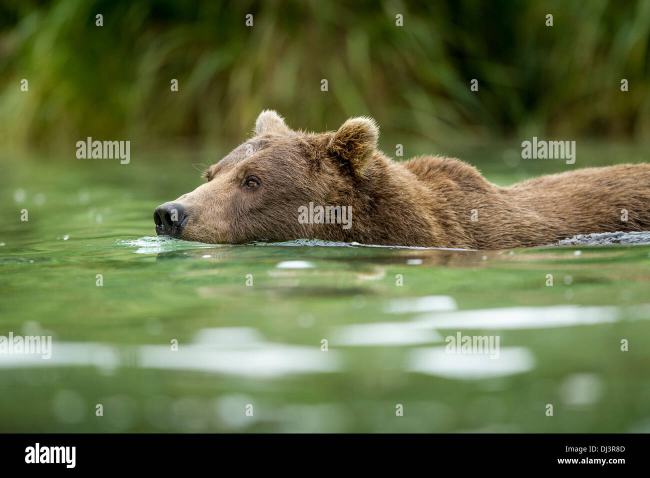 USA, Alaska, Katmai National Park, côtières Brown Bear (Ursus arctos) Nager dans l'eau de frai du saumon par Kuliak Bay Banque D'Images