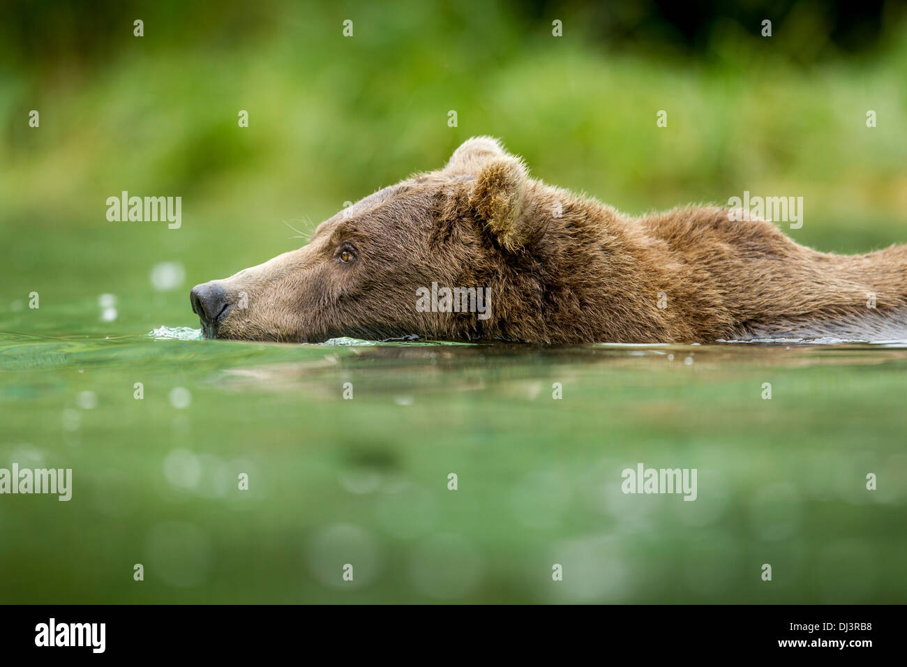 USA, Alaska, Katmai National Park, côtières Brown Bear (Ursus arctos) Nager dans l'eau de frai du saumon par Kuliak Bay Banque D'Images