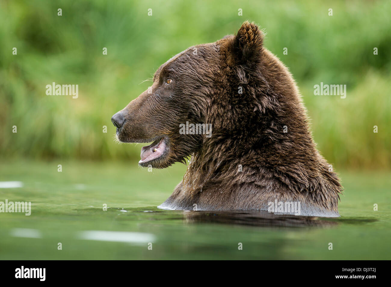 USA, Alaska, Katmai National Park, côtières Brown Bear (Ursus arctos) flottant dans le frai des saumons ruisseau Kuliak Bay Banque D'Images