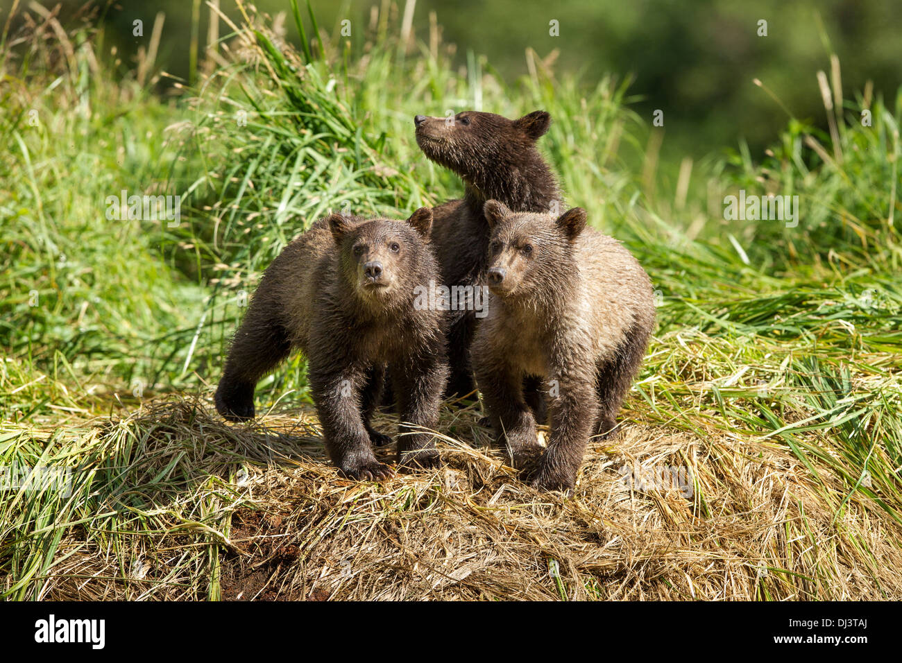 USA, Alaska, Katmai National Park, côtières Oursons brun (Ursus arctos) Comité permanent, le long de la banque en cours d'eau de frai du saumon Banque D'Images