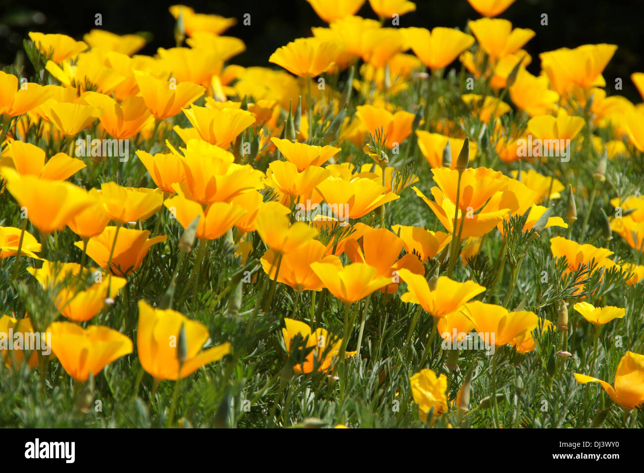 Coquelicots de Californie Banque D'Images